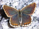 Polyommatus bellargus Himmelblauer Bläuling, (Weibchen) / LYCAENIDAE/Polyommatini (Bläulinge)