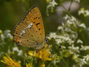 Lycaena virgaureae (Dukatenfaltern) / CH VS Reckingen, 25. 07. 2019