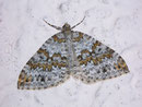 Entephria infidaria (Winkelzahl-Gebirgs-Blattspanner) / GEOMETRIDAE/Larentiinae (Spanner)