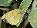 Colias croceus (Postillon, Weibchen) / Griechenland, Kreta, Souda, 09. 05. 2011 (det. Jürgen Hensle im Lepiforum)