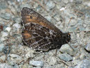 Oneis glacialis (Gletscherfalter) / NYMPHALIDAE/Satyrinae (Edelfalter)