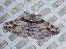 Cleora cinctaria (Ringfleck-Rindenspanner) / GEOMETRIDAE/Ennominae (Spanner)