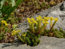 Sedum acre (Gelber Mauerpfeffer) / CRASSULACEAE
