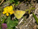 Colias croceus (Postillon) / CH VD Noville Les Grangettes 373 m, 05. 06. 2016