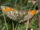 Melitaea varia (Alpen-Scheckenfalter, Weibchen) / CH VS Simplonpass 2200 m, 24. 07. 2008