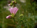 Malva moschata (Moschus-Malve, Bisam-Malve) / Malvaceae 