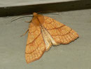 Xanthia citrago (Linden-Gelbeule) / CH BE Hasliberg 1050 m, 21. 09. 2012