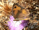 Maniola telmessia / NYMPHALIDAE/Satyrinae (Edelfalter)