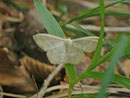 Scopula floslactata (Gelblichweisser Kleinspanner) / CH BE Hasliberg 1050 m, 19. 06. 2013