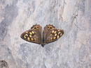 Pararge aegeria (Waldbrettspiel, Schweiz) / NYMPHALIDAE/Satyrinae (Edelfalter)