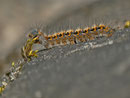 Lasiocampa quercus (Eichenspinner) / CH SG Weesen-Betlis 425 m, 20. 02. 2014