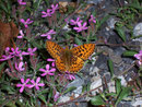 Boloria euphrosyne (Veilchen-Perlmuttfalter, Männchen) / CH BE Hasliberg 1100 m, 28. 04. 2007
