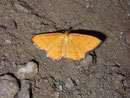 Idaea flaveolaria / GEOMETRIDAE/Sterrhinae (Spanner)