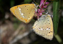 Lycaena virgaureae (Dukatenfalter, Paarung) / Italien Aostatal Valpelline , 01. 08. 2007
