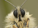 Parnassius apollo (Apollofalter) CH BE Hasliberg 1150 m, 02. 06. 2014