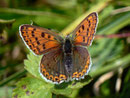 Lycaena tityrus (Brauner Feuerfalter, Weibchen) / CH BE Hasliberg 1650 m, 07. 09. 2012