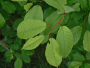 Prunus padus (Traubenkirsche) Rosaceae