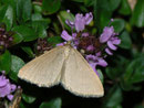 Minoa murinata (Wolfsmilchspanner)/ GEOMETRIDAE/Larentiinae (Spanner)