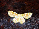 Hydrelia flammeolaria (Gelbgestreifter Erlenspanner) / GEOMETRIDAE/Larentiinae (Spanner)