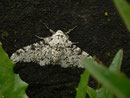 Biston betularia (Birkenspanner, Männchen) / CH BE Hasliberg 1050 m, 04. 06. 2016