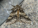 Lycia hirtaria (Schwarzfühler-Dickleibspanner) / NOCTUIDAE (Eulen)