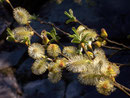 Salix caprea (Salweide) / Salicaceae