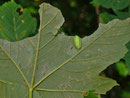 Apoda limacodes (Grosser Schneckenspinner) / CH BE Hasliberg 1070 m, 04. 10. 2020, an Acer pseudoplantanus, Blatt-US