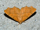 Ennomos quercinaria (Eichen-Zackenrandspanner) / GEOMETRIDAE/ Ennominae
