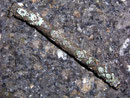 Odontopera bidentata (Doppelzahnspanner)