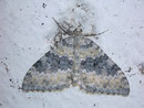 Entephria cyanata (Blaugrauer Gebirgs-Blattspanner) / GEOMETRIDAE/Larentiinae (Spanner)