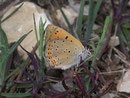 Lycaena alciphron gordius (Violetter Feuerfalter) / Frankreich Garrigue bei Nîmes 146 m, 01. 05. 2010