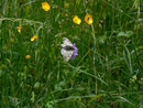 Parnassius mnemosyne (Schwarzer Apollo) / CH BE Hasliberg 1050 m, 09. 07. 2013