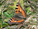 Aglais urticae (Kleiner Fuchs) / CH BE Hasliberg 1050 m, 11. 02. 2011