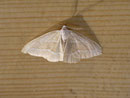 Hylaea fasciaria (Zweibindiger Nadelwaldspanner) / GEOMETRIDAE/Ennominae (Spanner)