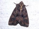 Blepta satura (Dunkelbraune Waldrandeule) / NOCTUIDAE (Eulen)