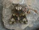 Craniophora ligustri (Liguster-Rindeneule / NOCTUIDAE (Eulen)