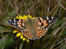 Vanessa cardui (Distelfalter) / CH VS Grimentz 1600 m, 11. 10. 2010