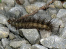 Spilosoma lubricipeda (Weisse Tigermotte) / CH UR Isental 1112 m, 17. 08. 2011