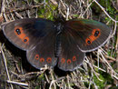Erebia aethiops (Graubindiger Mohrenfalter, Männchen) / NYMPHALIDAE/Tr. Erebiini (Edelfalter)