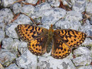 Boloria euphrosyne (Veilchen-Perlmuttfalter, Weibchen) / CH BE Hasliberg 1100 m, 28. 06. 2010