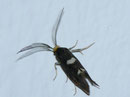 Incurvariidae (Miniersackmotten)