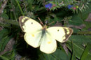 Colias hyale (Goldene Acht) / PIERIDAE/Coliadinae (Weisslinge, Gelblinge)