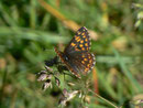 Hamearis lucina (Frühlings-Scheckenfalter) / CH GR Rona 1420 m, 07. 06. 2014 