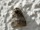 Drymonia dodonaea (Ungeflecker Zahnspinner) / NOTODONTIDAE (Zahnspinner)