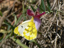 Anthocharis euphenoides (Gelber Aurorafalter, Weibchen) / E Andalusien, Almeria, Sierra de los Filabres, Ermita de Monteagud 1270 m, 03. 05. 2012
