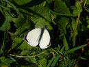 Pieris brassicae (Grosser Kohlweissling, Männchen) / CH VD Ormont Dessus, Col du Pillon 1590 m, 29. 10. 2024