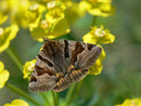 Euclidia glyphica (Braune Tageule)