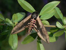 Sphinx ligustri (Ligusterschwärmer) / CH BE Hasliberg 1050 m, 10. 06. 2014