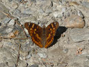Apatura ilia (Kleiner Schillerfalter) / NYMPHALIDAE/Apaturinae (Edelfalter)