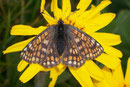 Euphydryas cynthia (Veilchen-Scheckenfalter, Weibchen) / NYMPHALIDAE/Tribus Meliteaini (Edelfalter)